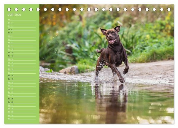 Produktbild: Hunde im Fokus (Tischkalender 2026 DIN A5 quer), CALVENDO Monatskalender