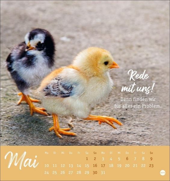 Produktbild: H&uuml;hner Postkartenkalender 2027 - Ach, du verr&uuml;cktes Huhn!