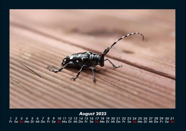 Produktbild: Waldbewohner 2025 Fotokalender DIN A4