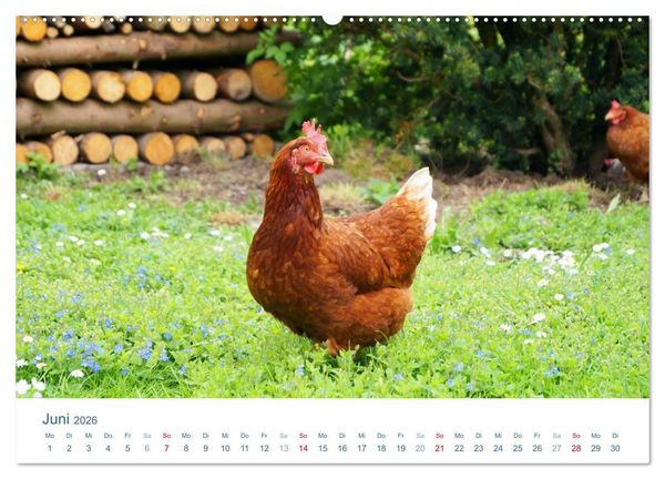 Produktbild: Tierisches Leben auf dem Bauernhof 2026 (Wandkalender 2026 DIN A2 quer), CALVENDO Monatskalender