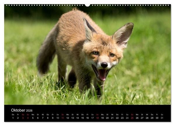 Produktbild: Wilde Heimat (hochwertiger Premium Wandkalender 2026 DIN A2 quer), Kunstdruck in Hochglanz