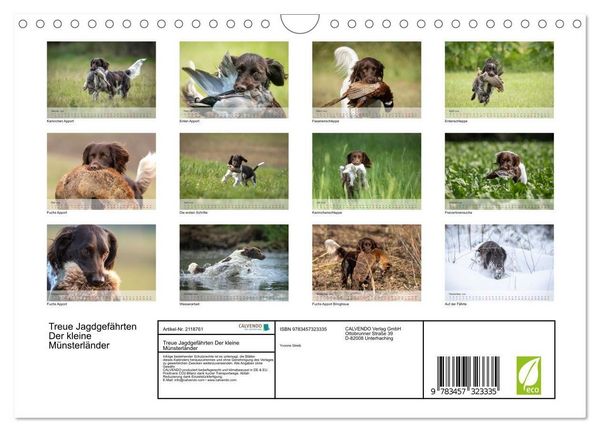 Produktbild: Treue Jagdgef&auml;hrten Der kleine M&uuml;nsterl&auml;nder (Wandkalender 2026 DIN A4 quer), CALVENDO Monatskalender