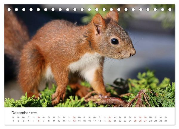 Produktbild: Eichh&ouml;rnchen Kinder (Tischkalender 2026 DIN A5 quer), CALVENDO Monatskalender
