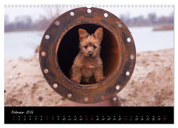 Produktbild: Australian Terrier Welpen (Wandkalender 2026 DIN A3 quer), CALVENDO Monatskalender
