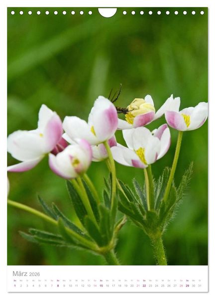 Produktbild: Alpenblumen (Wandkalender 2026 DIN A4 hoch), CALVENDO Monatskalender