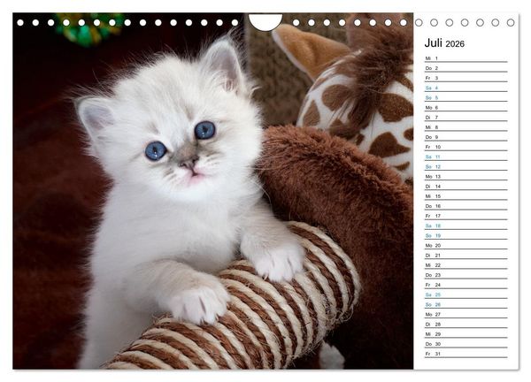 Produktbild: Heilige Birma Kitten mit Planer (Wandkalender 2026 DIN A4 quer), CALVENDO Monatskalender