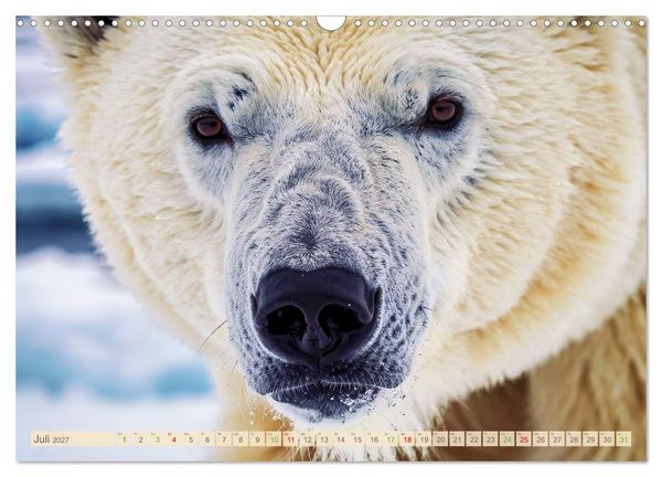 Produktbild: Die Augen der Wildnis (Wandkalender 2027 DIN A3 quer), CALVENDO Monatskalender