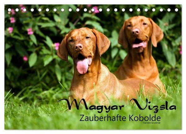 Produktbild: Magyar Vizsla - Zauberhafte Kobolde (Tischkalender 2026 DIN A5 quer), CALVENDO Monatskalender