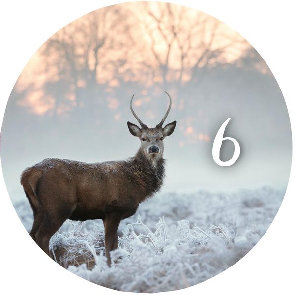 Adventskalender in der Dose. 24 Momente der Achtsamkeit