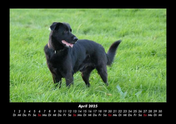 Produktbild: Hundezauber 2025 Fotokalender DIN A3