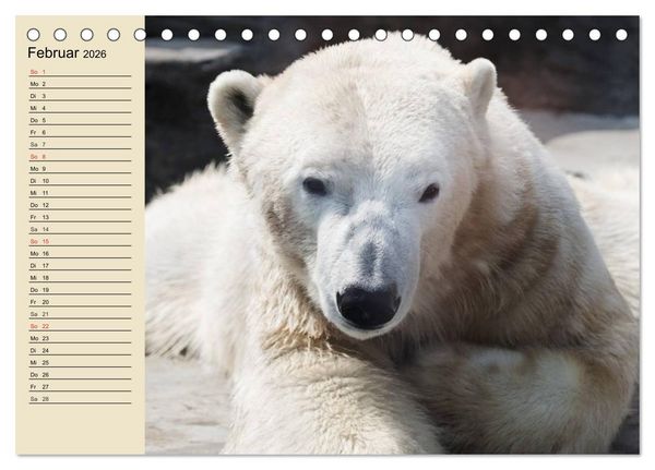 Produktbild: B&auml;ren (Tischkalender 2026 DIN A5 quer), CALVENDO Monatskalender