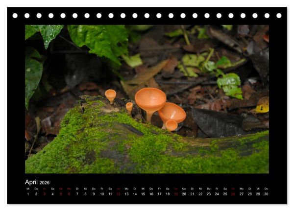 Produktbild: SUMATRA Abenteuer Regenwald (Tischkalender 2026 DIN A5 quer), CALVENDO Monatskalender
