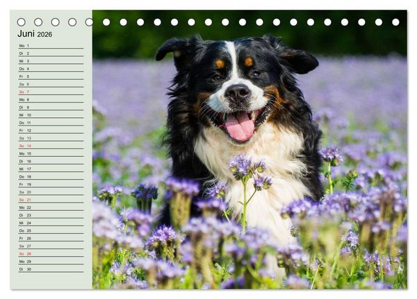 Produktbild: Berner Sennenhunde in Action (Tischkalender 2026 DIN A5 quer), CALVENDO Monatskalender