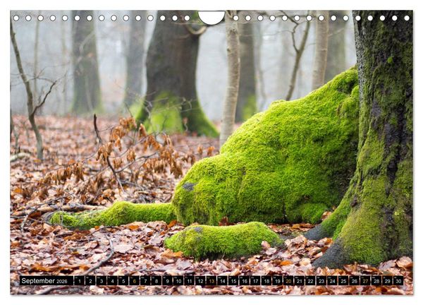 Produktbild: Magische Waldwesen (Wandkalender 2026 DIN A4 quer), CALVENDO Monatskalender