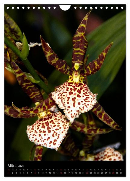Produktbild: Faszination Orchideen (Wandkalender 2026 DIN A4 hoch), CALVENDO Monatskalender