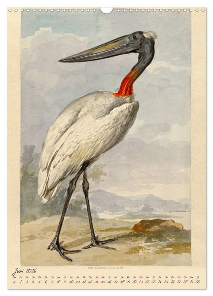 Produktbild: Aert Schouman. V&Ouml;GEL (Wandkalender 2026 DIN A3 hoch), CALVENDO Monatskalender