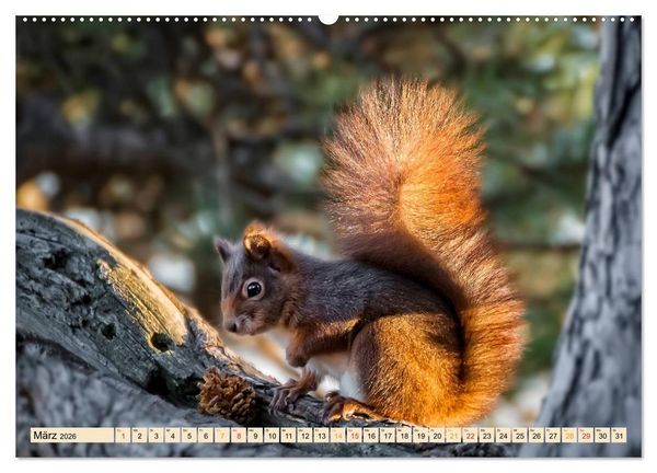 Produktbild: Eichh&ouml;rnchen - immer wieder s&uuml;&szlig; (Wandkalender 2026 DIN A2 quer), CALVENDO Monatskalender