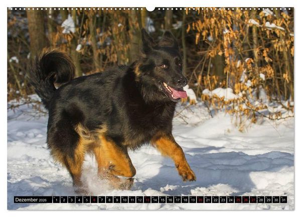 Produktbild: Altdeutsche H&uuml;tehunde - Fast vergessen (Wandkalender 2026 DIN A2 quer), CALVENDO Monatskalender