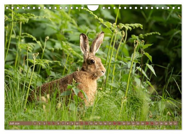 Produktbild: Feldhasen unterwegs in Wald und Flur (Wandkalender 2026 DIN A4 quer), CALVENDO Monatskalender