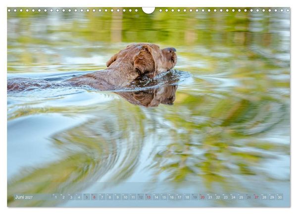 Produktbild: Labradore im Wasser (Wandkalender 2027 DIN A3 quer), CALVENDO Monatskalender