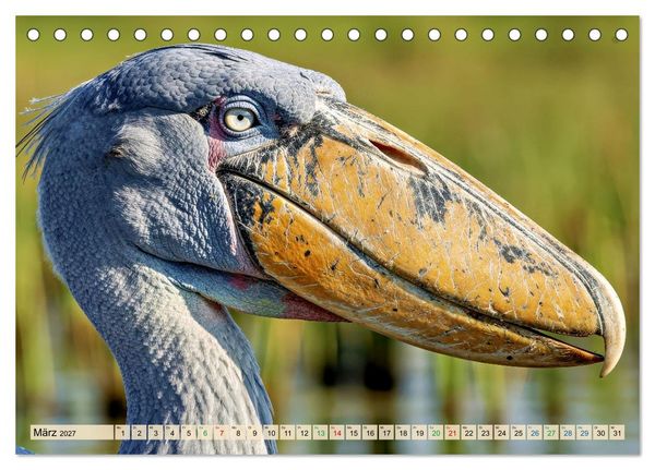 Produktbild: Schuhschnabel Vogel (Tischkalender 2027 DIN A5 quer), CALVENDO Monatskalender