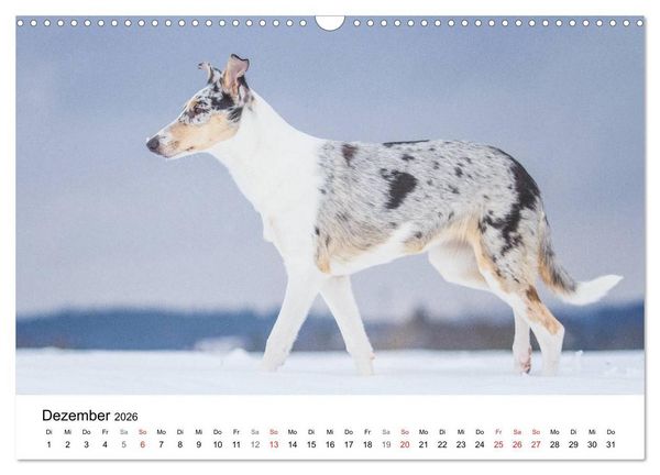 Produktbild: Collies 2026 in Kurz- und Langhaar (Wandkalender 2026 DIN A3 quer), CALVENDO Monatskalender