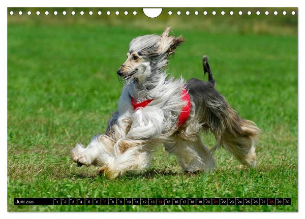 Produktbild: Kinder des Windes - Afghanischer Windhund (Wandkalender 2026 DIN A4 quer), CALVENDO Monatskalender