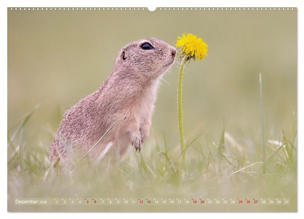 Produktbild: Zauberhafte Ziesel (Wandkalender 2026 DIN A2 quer), CALVENDO Monatskalender