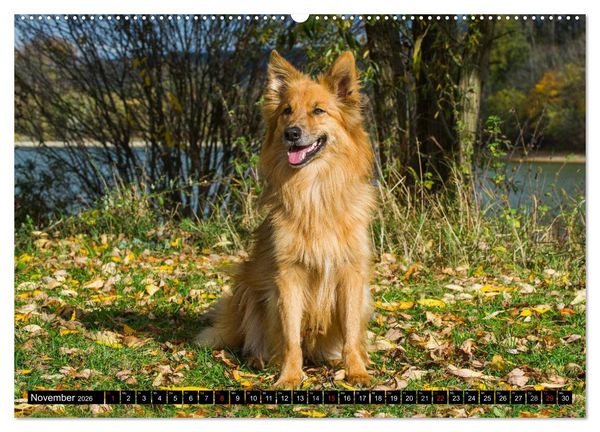 Produktbild: Altdeutsche H&uuml;tehunde - Fast vergessen (Wandkalender 2026 DIN A2 quer), CALVENDO Monatskalender