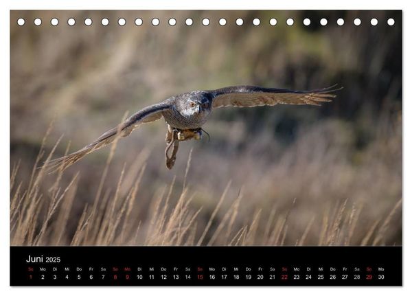 Falknerei Der Habicht (Tischkalender 2025 DIN A5 quer), CALVENDO Monatskalender
