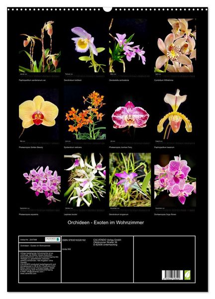 Produktbild: Orchideen - Exoten im Wohnzimmer (Wandkalender 2026 DIN A2 hoch), CALVENDO Monatskalender