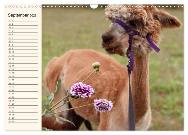 Produktbild: Alpakas im Blumenzauber (Wandkalender 2026 DIN A3 quer), CALVENDO Monatskalender
