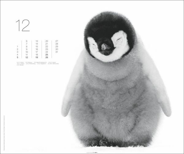 Produktbild: Black & White Animals 2027