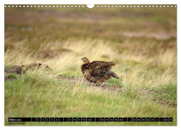 Produktbild: Traumhafte Yorkshire Dales (Wandkalender 2026 DIN A3 quer), CALVENDO Monatskalender