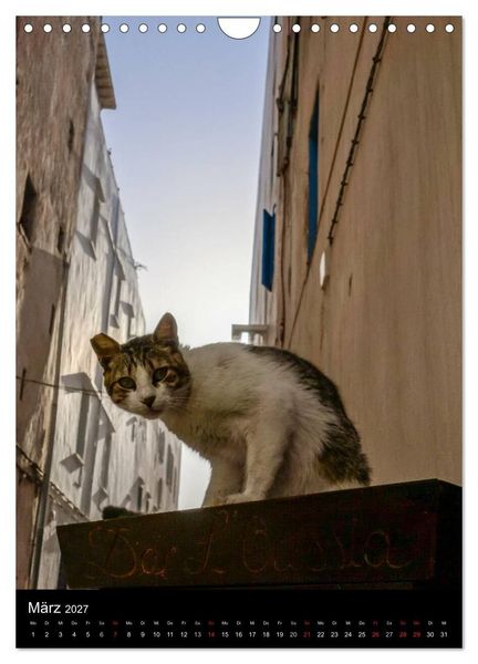Produktbild: Katzen in Marokko (Wandkalender 2027 DIN A4 hoch), CALVENDO Monatskalender