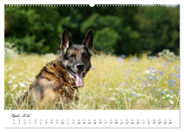 Produktbild: Der graue Deutsche Sch&auml;ferhund (Wandkalender 2026 DIN A2 quer), CALVENDO Monatskalender