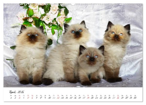 Produktbild: Katzenparade (Wandkalender 2026 DIN A2 quer), CALVENDO Monatskalender