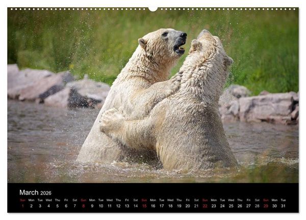 Produktbild: POLAR BEARS - ARCTIC LEGENDS (High Quality Premium Wall Calendar 2026 DIN A2 landscape),CALVENDO 12 Month Wall Calendar
