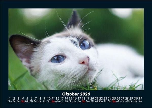 Produktbild: F&uuml;r Katzenfreunde 2026 Fotokalender DIN A5