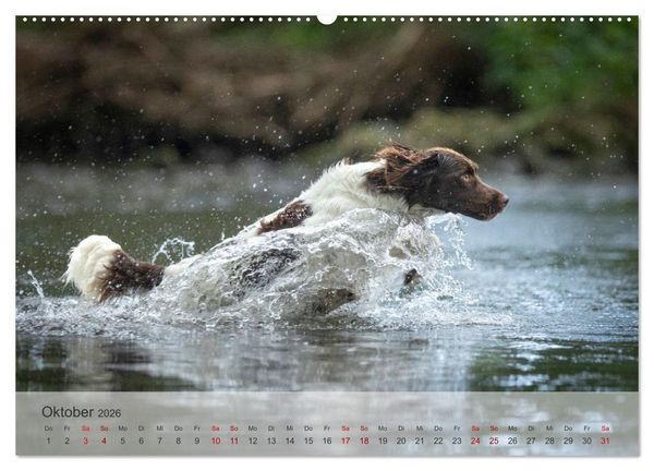 Produktbild: Treue Jagdgef&auml;hrten Der kleine M&uuml;nsterl&auml;nder (hochwertiger Premium Wandkalender 2026 DIN A2 quer), Kunstdruck in Hochglanz