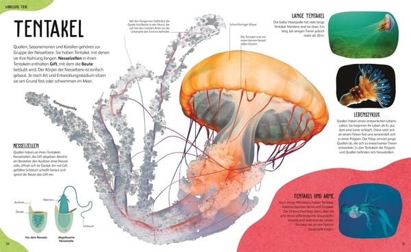 Produktbild: Anatomie der Tiere