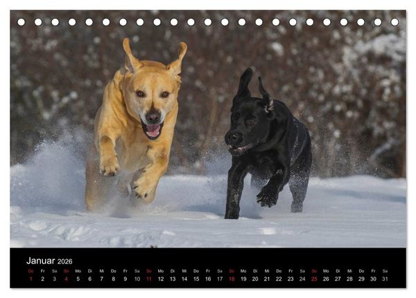 Produktbild: Labrador Retriever 2026 (Tischkalender 2026 DIN A5 quer), CALVENDO Monatskalender