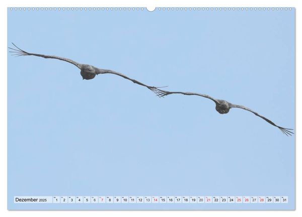 Produktbild: Kraniche auf dem Weg nach S&uuml;den (Wandkalender 2025 DIN A2 quer), CALVENDO Monatskalender