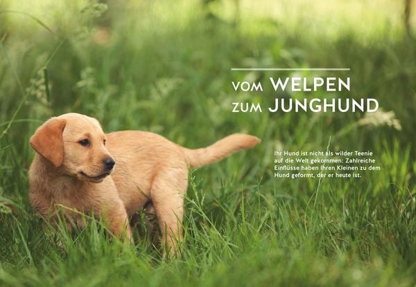 Produktbild: Wenn der Welpe zum halbstarken Hund wird