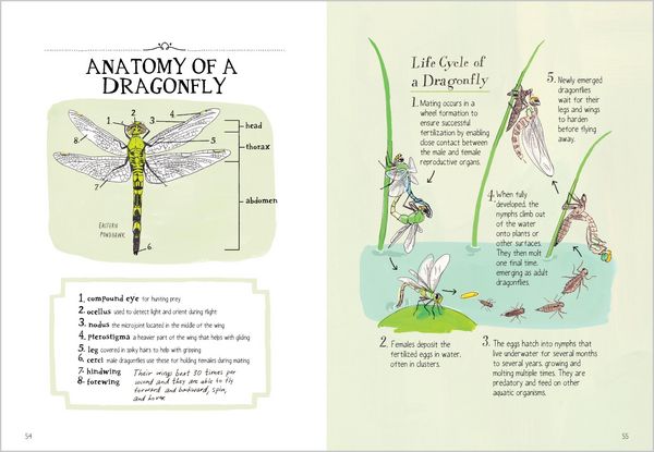 Produktbild: Insect Anatomy