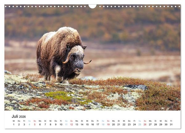 Produktbild: Tierwelt Skandinaviens (Wandkalender 2026 DIN A3 quer), CALVENDO Monatskalender