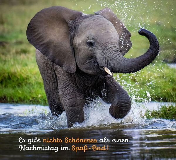 Produktbild: Tierisch happy jeden Tag