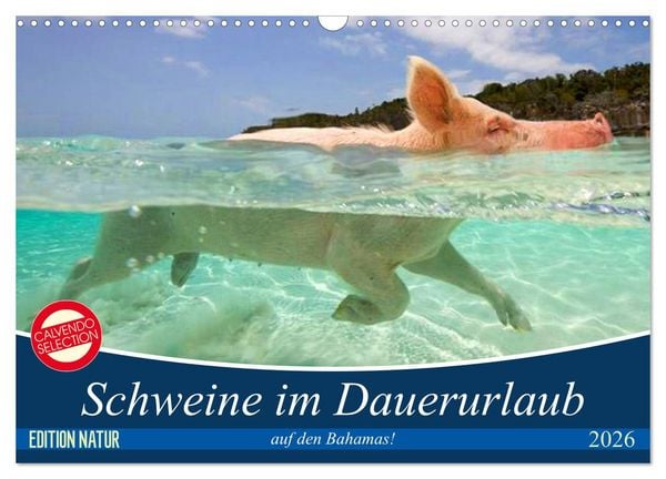 Produktbild: Schweine im Dauerurlaub auf den Bahamas! (Wandkalender 2026 DIN A3 quer), CALVENDO Monatskalender