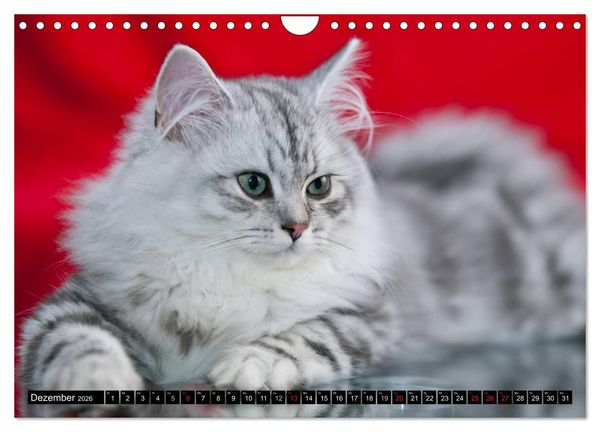 Produktbild: Rassekatzen (Wandkalender 2026 DIN A4 quer), CALVENDO Monatskalender