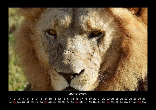 Produktbild: L&ouml;wen in der Wildnis 2025 Fotokalender DIN A3